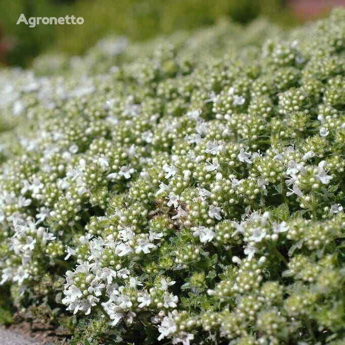 زعتر رملي 'ألبوس' Thymus serpyllum