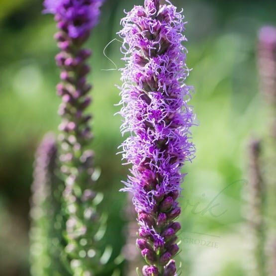 شتلة الورد liatra kłosowa Liatris spicata " Floristan Violet "