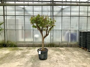 شجيرة زينة granaatappelboom (Punica Granatum)